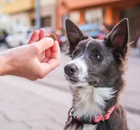 7 Healthy Dog Treats for Training