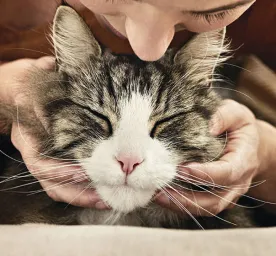 8 Cat Myths and Misconceptions