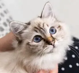 8 Fluffy Cat Breeds