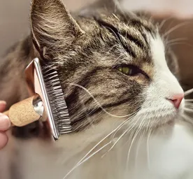 8 Simple Ways to Manage Cat Allergens at Home