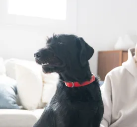 9 Best Dogs for Apartments