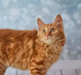 9 Cats with No Tails or Really Short Ones