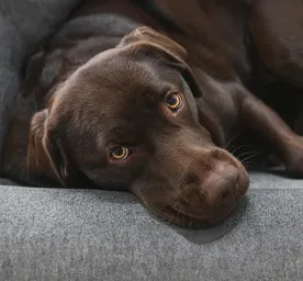 Addison's Disease in Dogs 