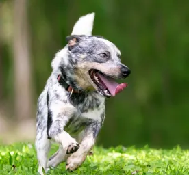 All About Dog Zoomies