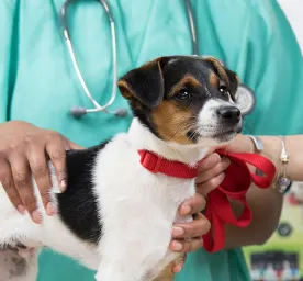 Are Antibiotics Safe for Dogs