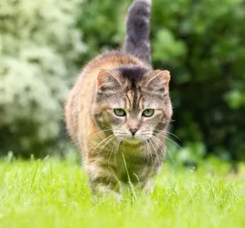 Are Daffodils Poisonous to Cats