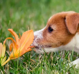 Are Lilies Poisonous to Dogs