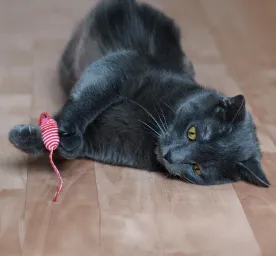 Best Types of Toys for Senior Cat
