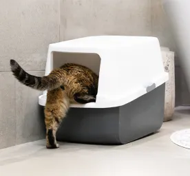 Blood in Cat Poo