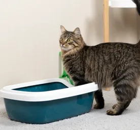Blood in Cat Urine Causes Other Symptoms to Look Out For
