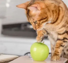 Can Cats Eat Apples