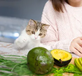 Can Cats Eat Avocado