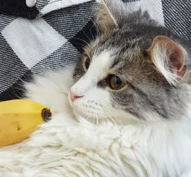 Can Cats Eat Bananas