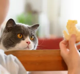 Can Cats Eat Bread