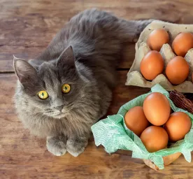Can Cats Eat Eggs?