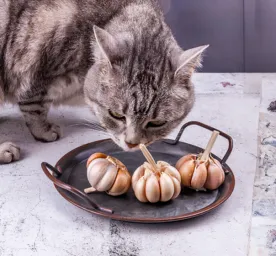 Can Cats Eat Garlic? 