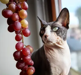 Can Cats Eat Grapes?