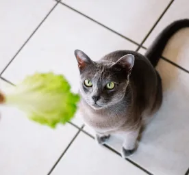 Can Cats Eat Lettuce: Is This Leafy Vegetable Safe for Cats?