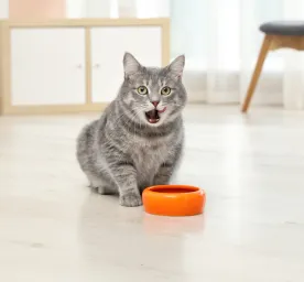 Can Cats Eat Oatmeal?