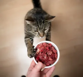 Can Cats Eat Raw Meat? All About Raw Food Diets for Cats