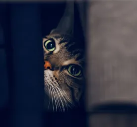 Can Cats See in the Dark?