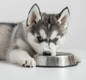 Can Dogs Eat Tuna