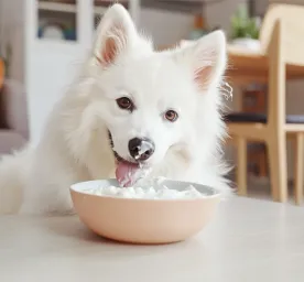 Can Dogs Eat Yogurt