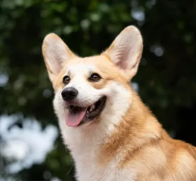 Can dogs laugh and smile