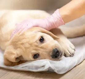 Canine Parvovirus What Is Parvo & Can Humans Get It