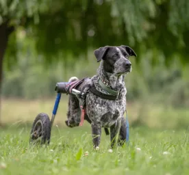 Caring for Paralysed Dogs and Wheelchair Advice