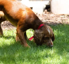 Caring for Your Blind Dog
