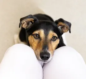 Caring for Your Deaf Dog