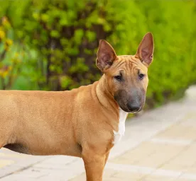 Caring for Your Dog's Sensitive Skin