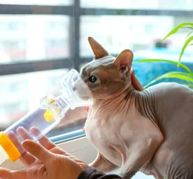 Cat Asthma - What It Is, Symptoms & Treatment