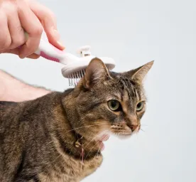 Cat Dandruff - Causes and Tips to Treat it