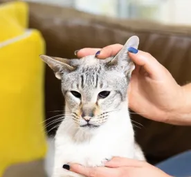 Cat Ear Care and Cleaning