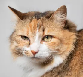 Cat Eye Infections - Symptoms and Treatments