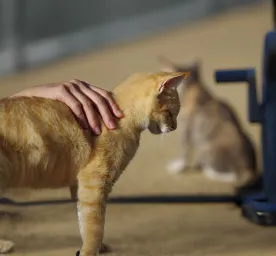 Cat Miscarriage Causes, Symptoms, and Treatment