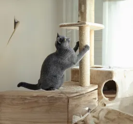 Cat Scratching Posts How to Find the Right Scratching Post For Your Cat