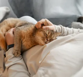Cat Stroke Symptoms and Treatment