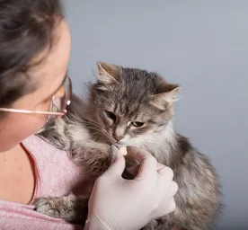 Cat Worms Symptoms and De-Worming Treatment