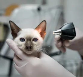 Cat mites everything you need to know