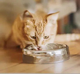 Cats with Special Diets
