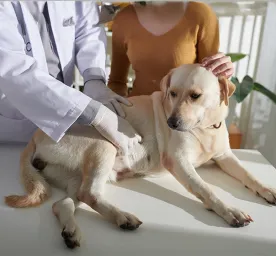 Cushing’s Disease in Dogs: Symptoms and Treatment