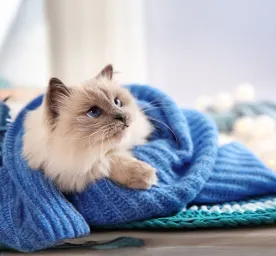 Do Cats Feel the Cold