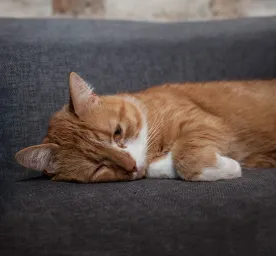 Do Cats Get Depressed_ Here’s What You Should Know