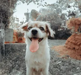 Do Dogs Lose Teeth? All You Need To Know 