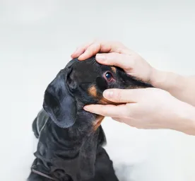 Dog Conjunctivitis: Symptoms and Treatment