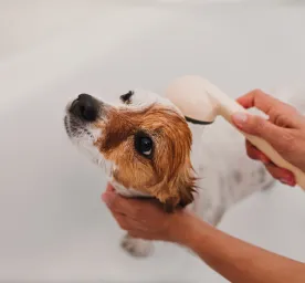 Dog Dandruff