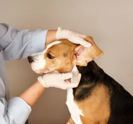 Dog Ear Infections and Other Ear Problems: Symptoms, Causes & Treatment